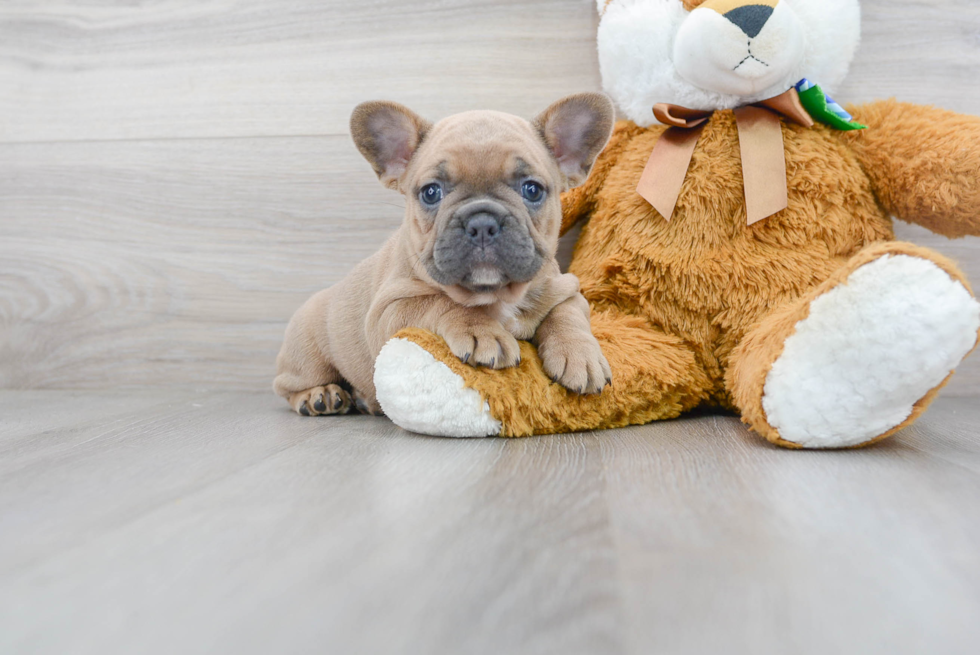 French Bulldog Pup Being Cute