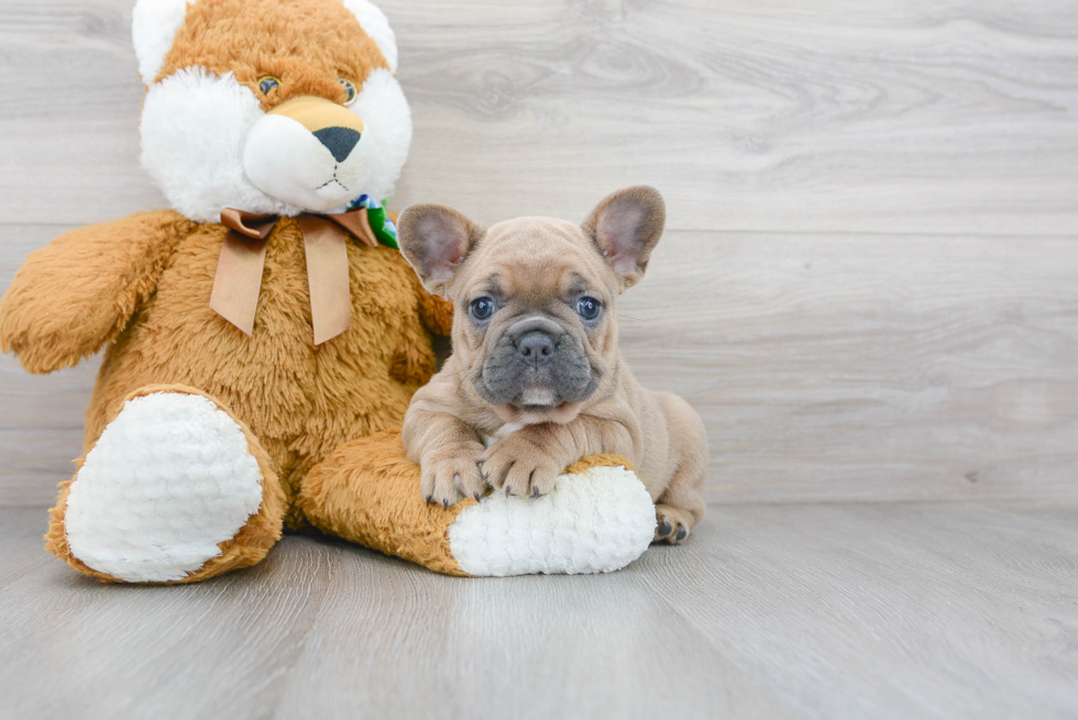 French Bulldog Pup Being Cute