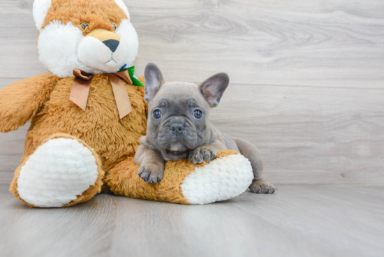 French Bulldog Puppy for Adoption