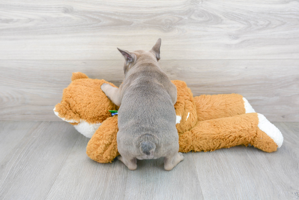 Popular French Bulldog Baby