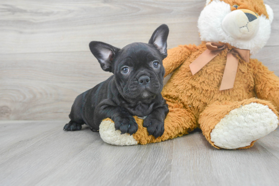 French Bulldog Puppy for Adoption