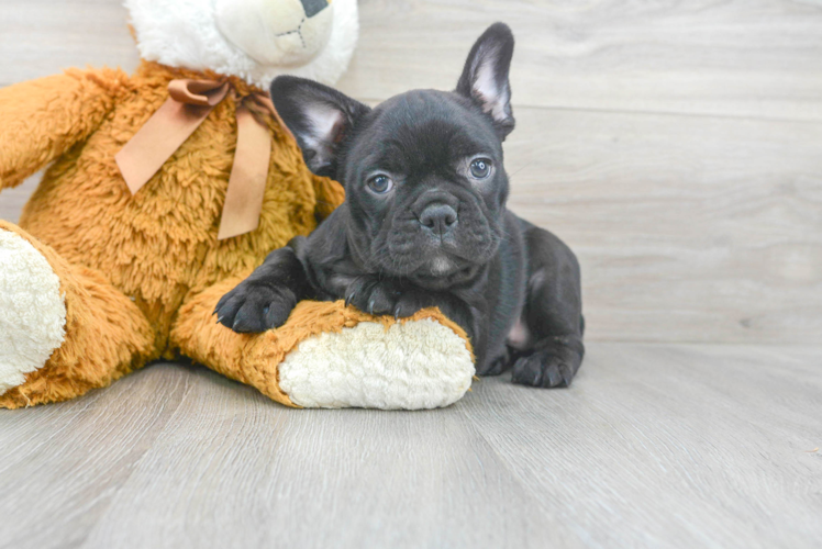 French Bulldog Pup Being Cute