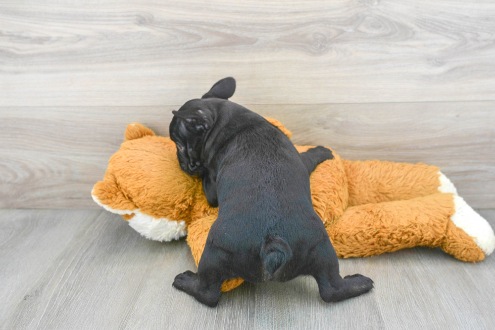 French Bulldog Pup Being Cute