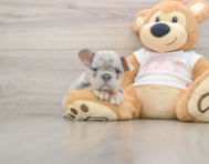 6 week old French Bulldog Puppy For Sale - Premier Pups