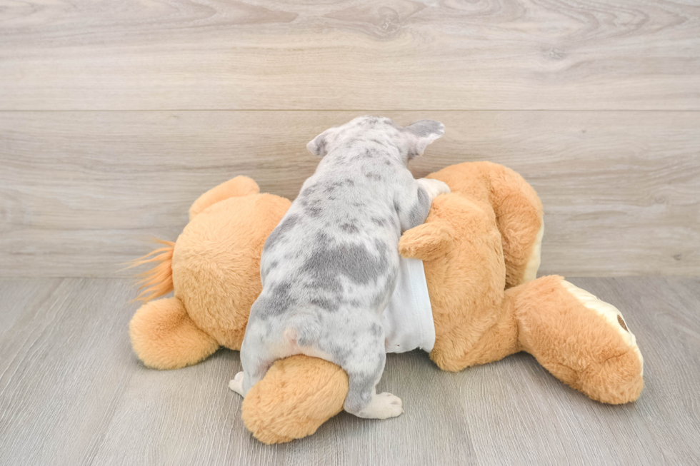 Best French Bulldog Baby