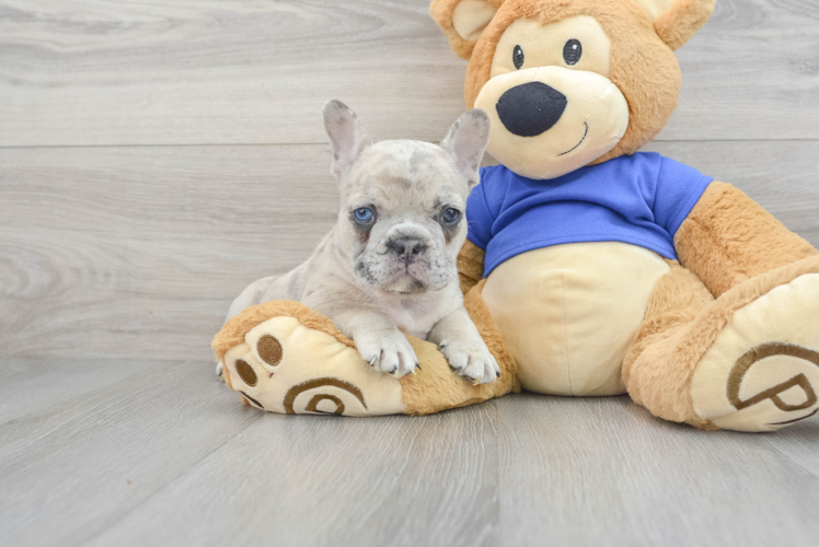 Hypoallergenic French Bulldog Baby