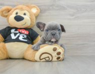 7 week old French Bulldog Puppy For Sale - Premier Pups