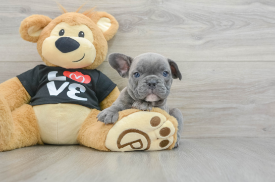 Energetic Frenchie Purebred Puppy