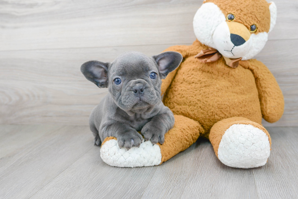 Playful French Bulldog Purebred Pup