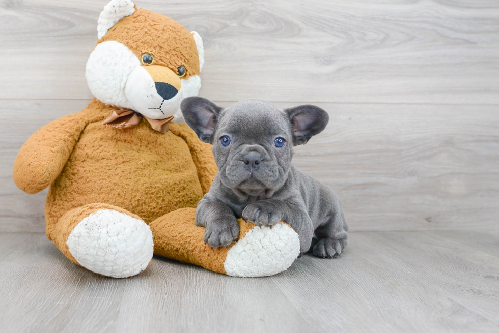 French Bulldog Puppy for Adoption