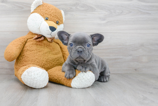 French Bulldog Puppy for Adoption