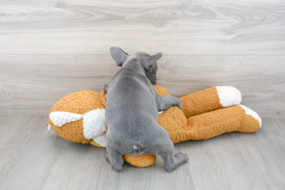 Best French Bulldog Baby