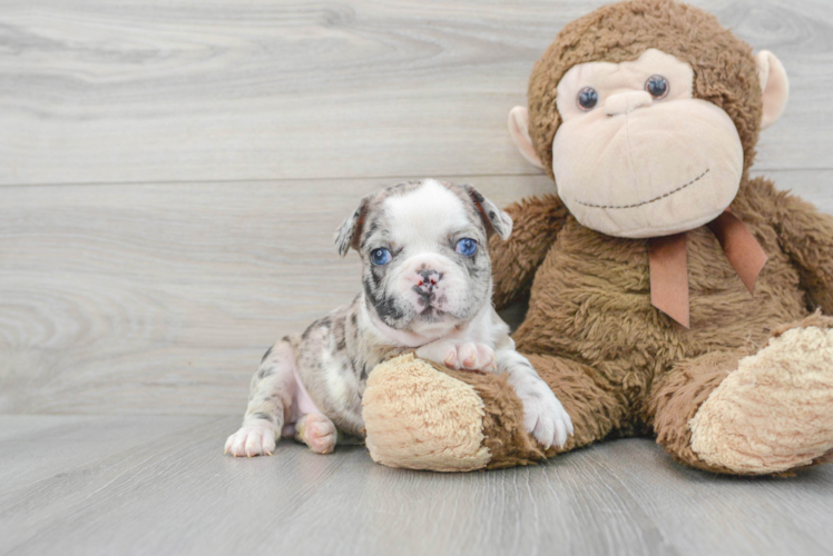 French Bulldog Puppy for Adoption