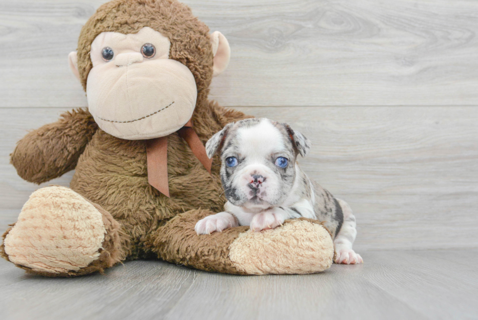 Small French Bulldog Purebred Pup