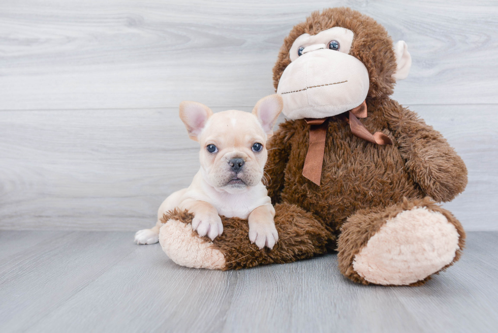 Akc Registered French Bulldog Baby