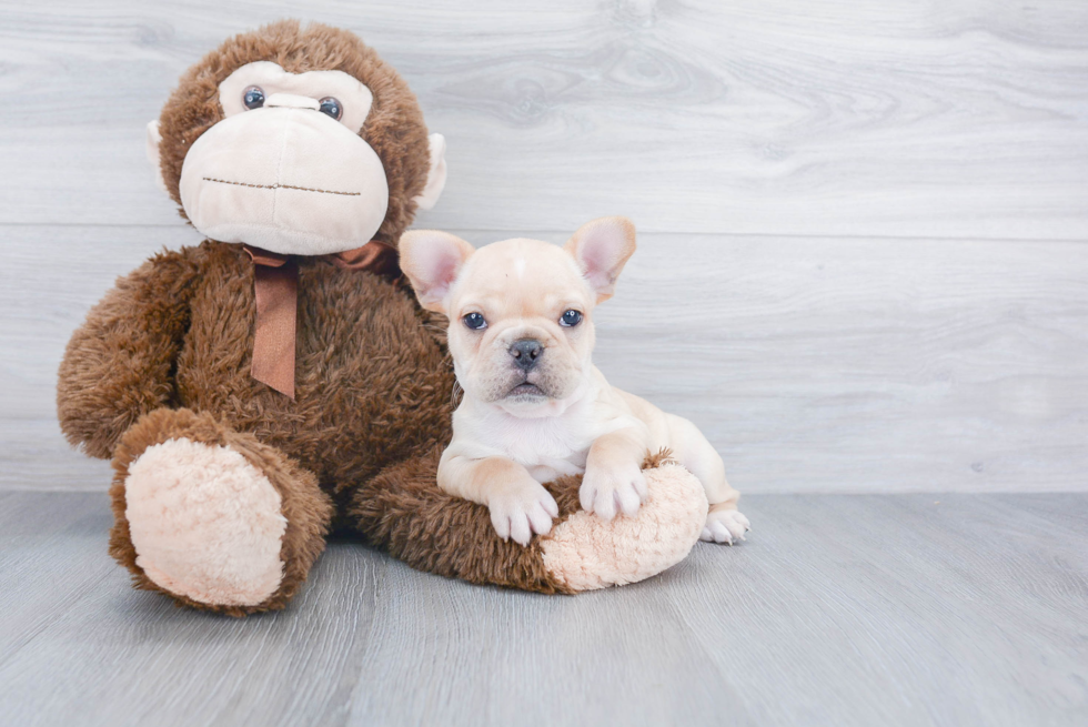 Hypoallergenic French Bulldog Baby