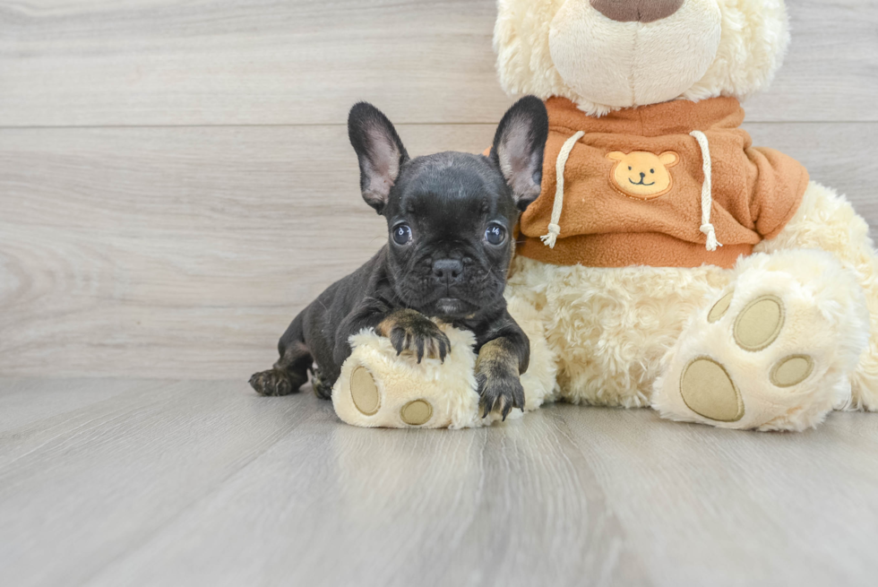 French Bulldog Pup Being Cute