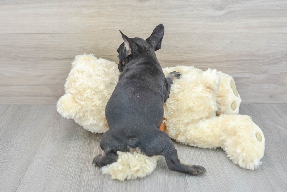 Funny French Bulldog Purebred Pup