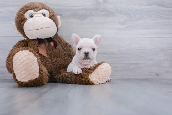 Energetic Frenchie Purebred Puppy