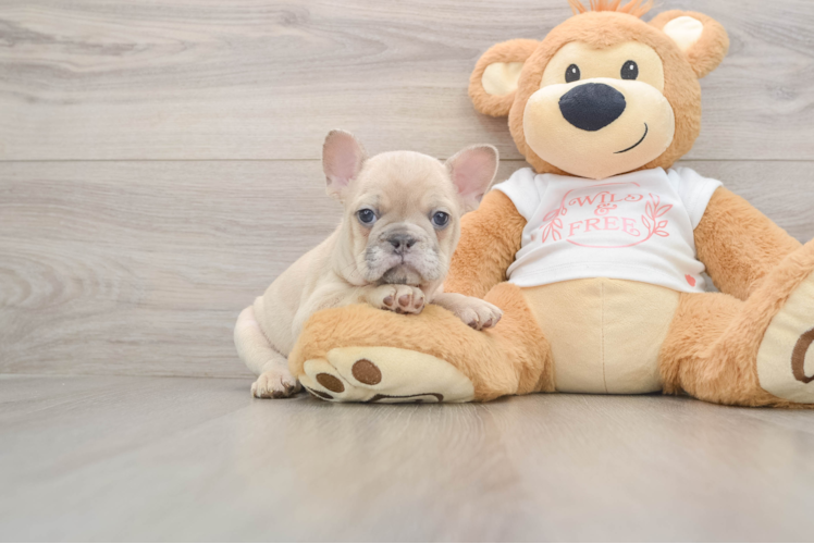 Akc Registered French Bulldog Baby