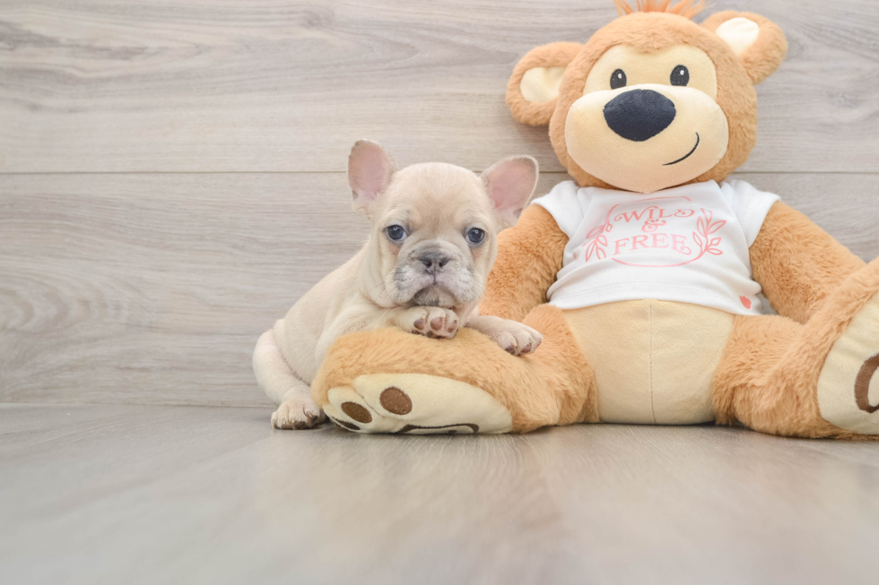 Akc Registered French Bulldog Baby