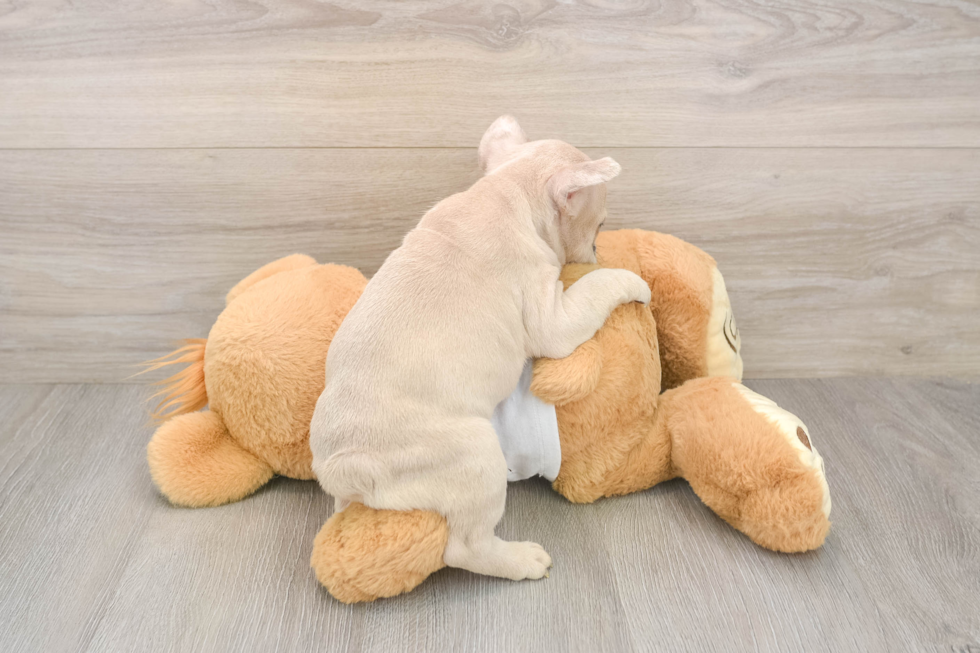 Fluffy Frenchie Purebred Puppy