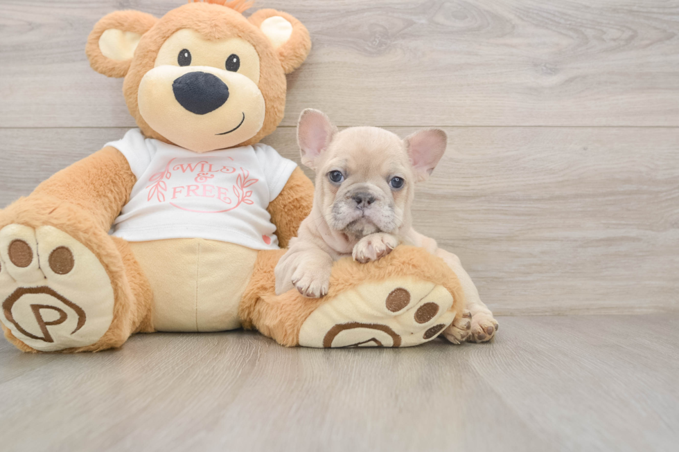 Best French Bulldog Baby
