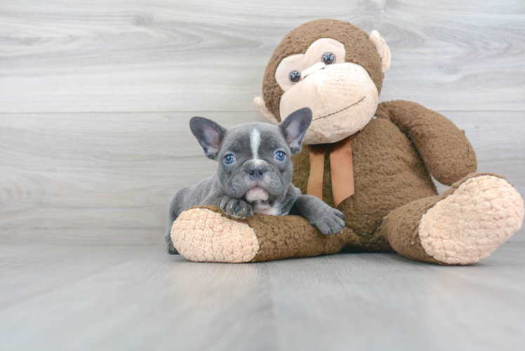 Best French Bulldog Baby