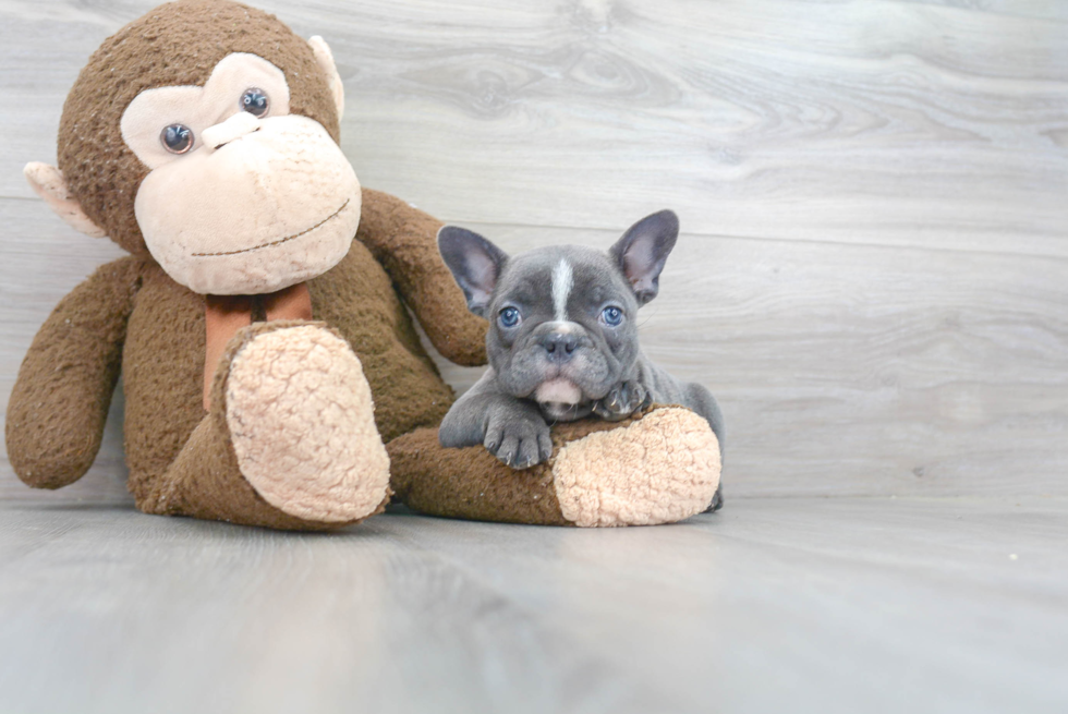 French Bulldog Pup Being Cute