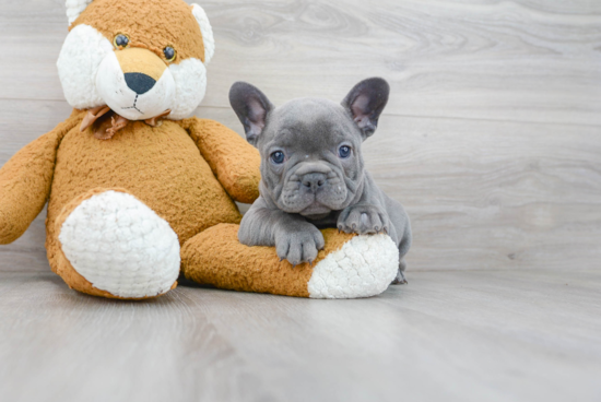 French Bulldog Pup Being Cute