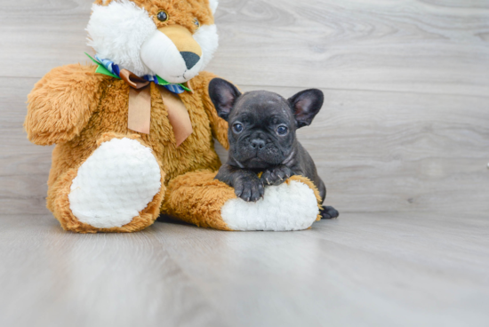 French Bulldog Puppy for Adoption