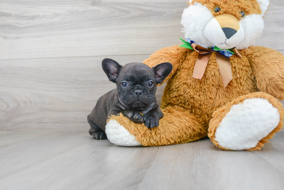 Best French Bulldog Baby