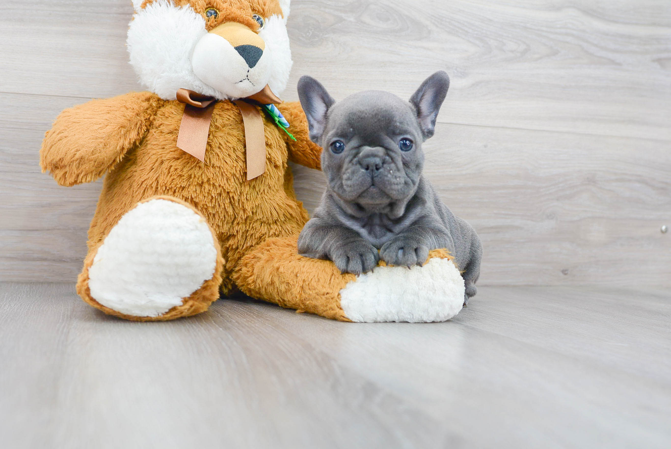 French Bulldog Pup Being Cute