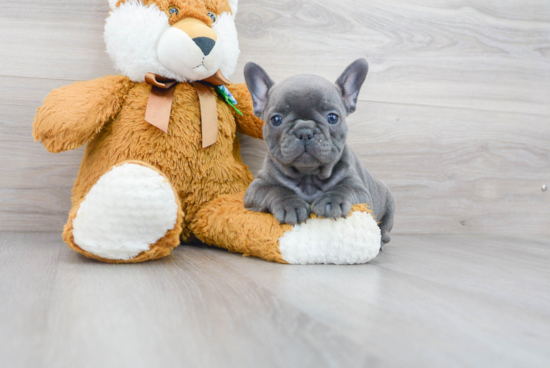 French Bulldog Pup Being Cute