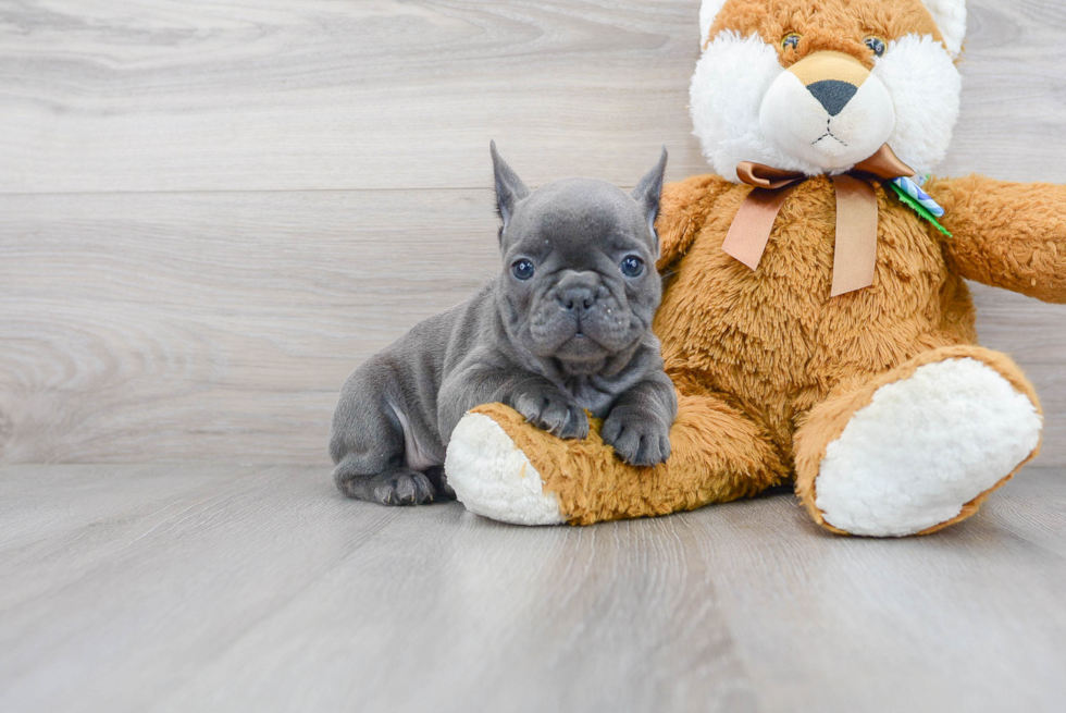 Adorable Frenchie Purebred Puppy