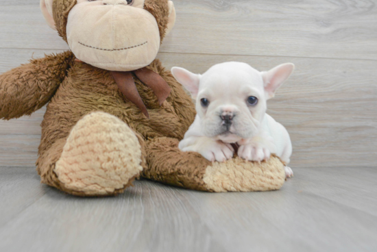 Smart Frenchie Purebred Puppy