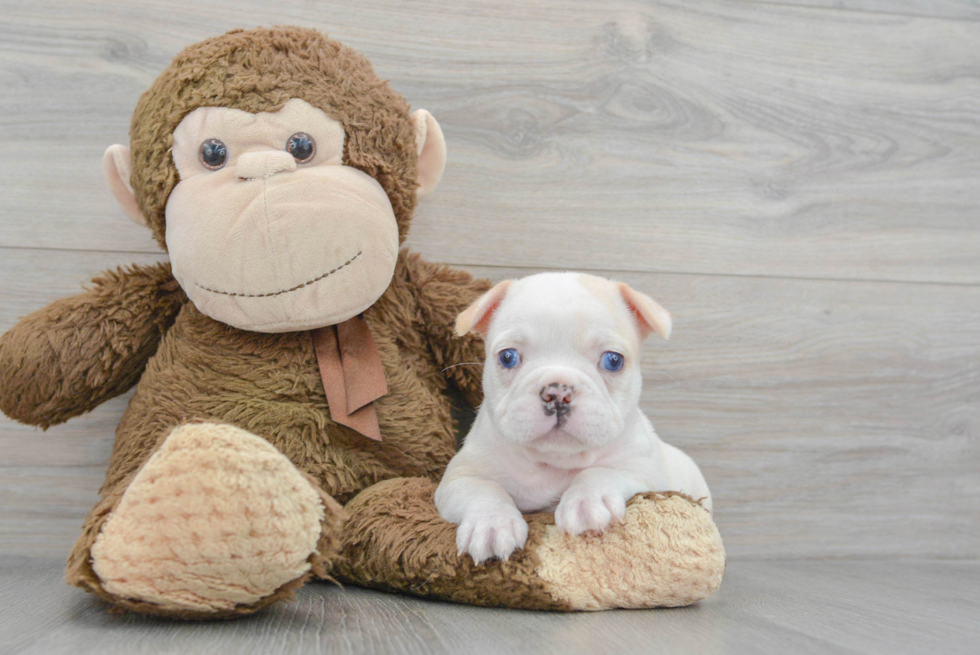 French Bulldog Pup Being Cute