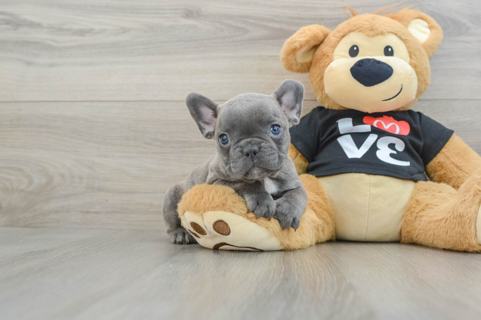 French Bulldog Pup Being Cute