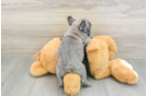 French Bulldog Puppy for Adoption