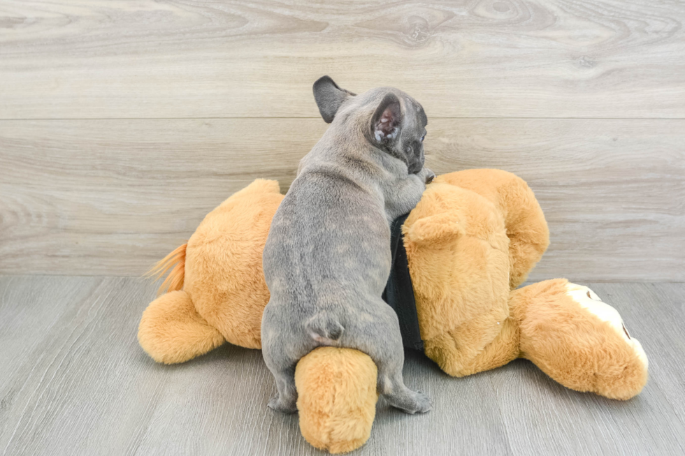 French Bulldog Puppy for Adoption