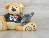 8 week old French Bulldog Puppy For Sale - Premier Pups