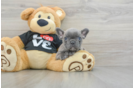 French Bulldog Puppy for Adoption