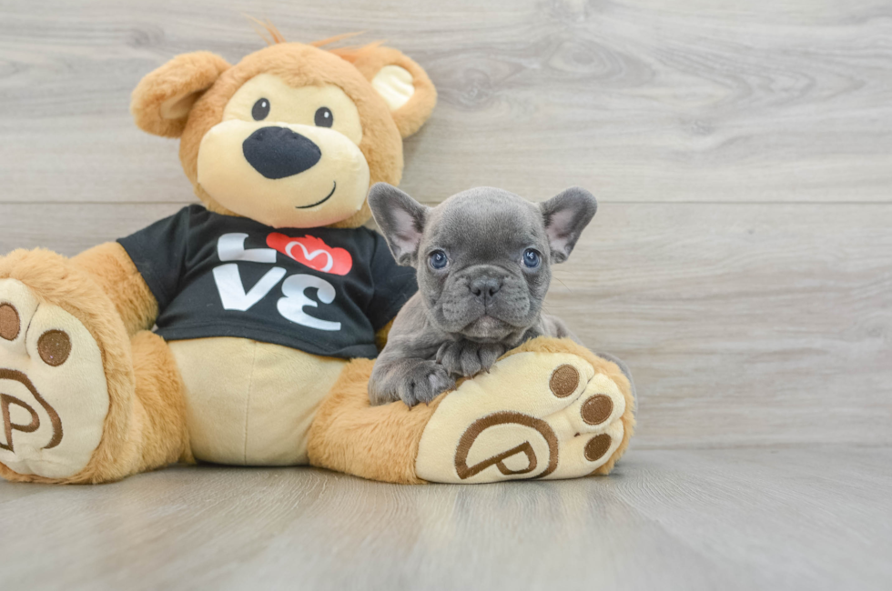 8 week old French Bulldog Puppy For Sale - Premier Pups