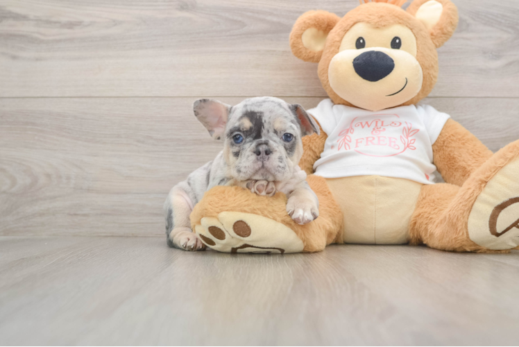 Happy Frenchie Purebred Puppy