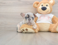 9 week old French Bulldog Puppy For Sale - Premier Pups