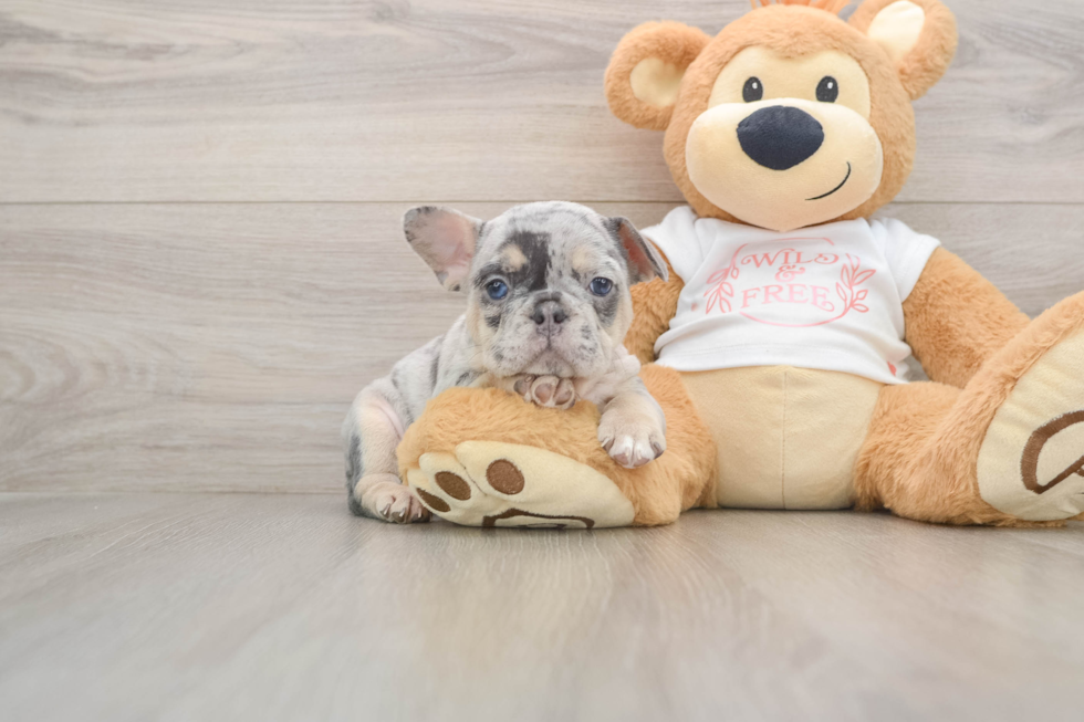 Happy Frenchie Purebred Puppy