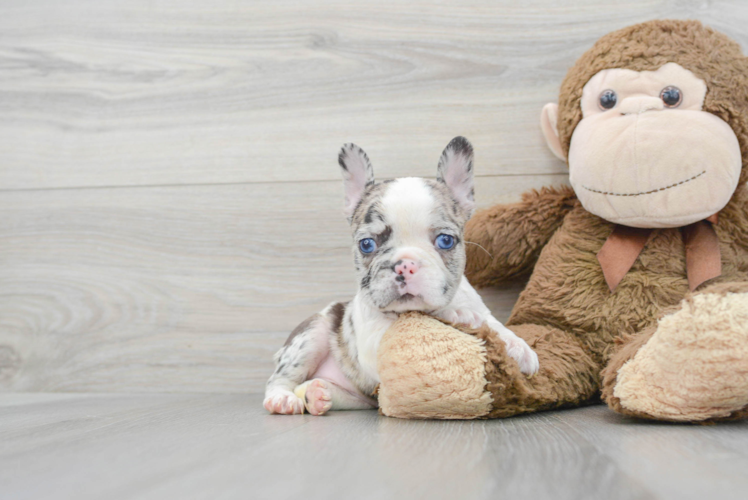 Funny French Bulldog Baby