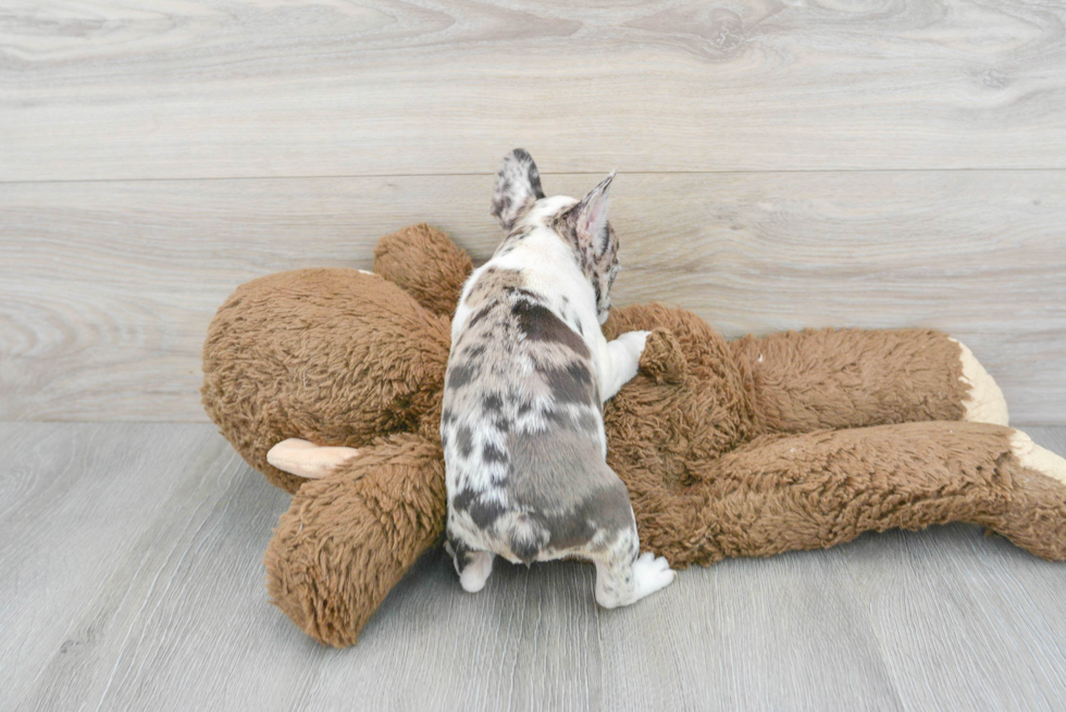French Bulldog Pup Being Cute