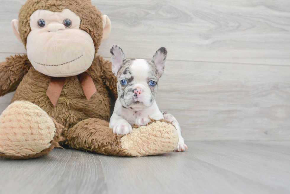 French Bulldog Puppy for Adoption