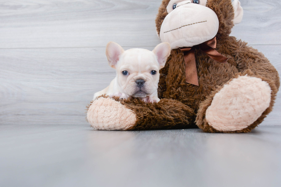 Best French Bulldog Baby